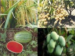 เวียดนามและอิสราเอลส่งเสริมความร่วมมือด้านการเกษตร